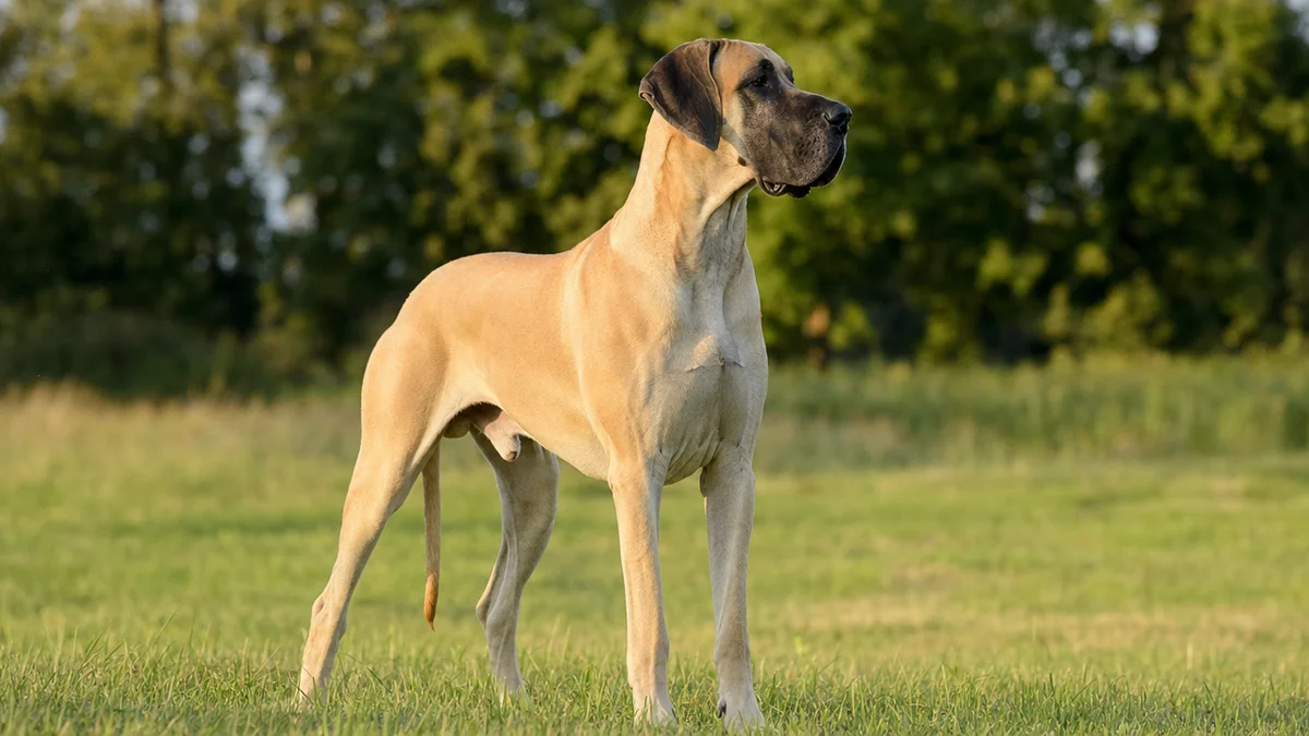 דוגה גרמנית (Great Dane): מולוסר ענק, רגוע בבית, מרשים בשטח