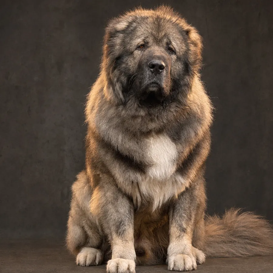 רועה קווקזי (Caucasian Shepherd): תמונת גזע