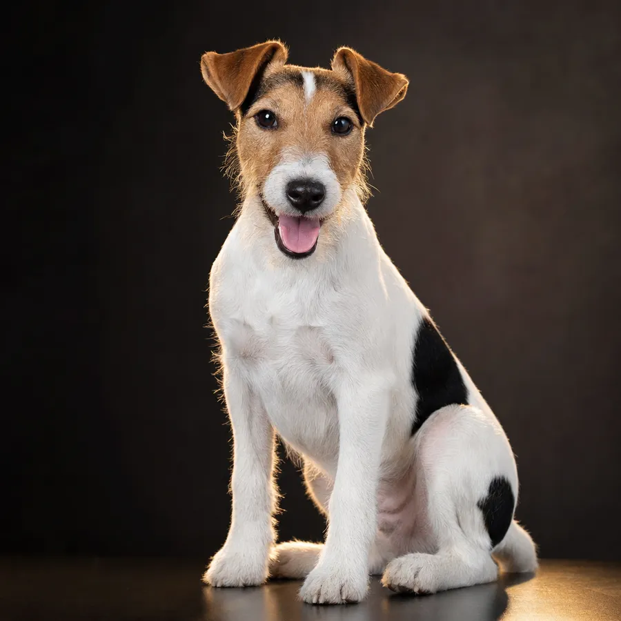 פוקס טרייר קשה-שיער (Wire Fox Terrier): תמונת גזע