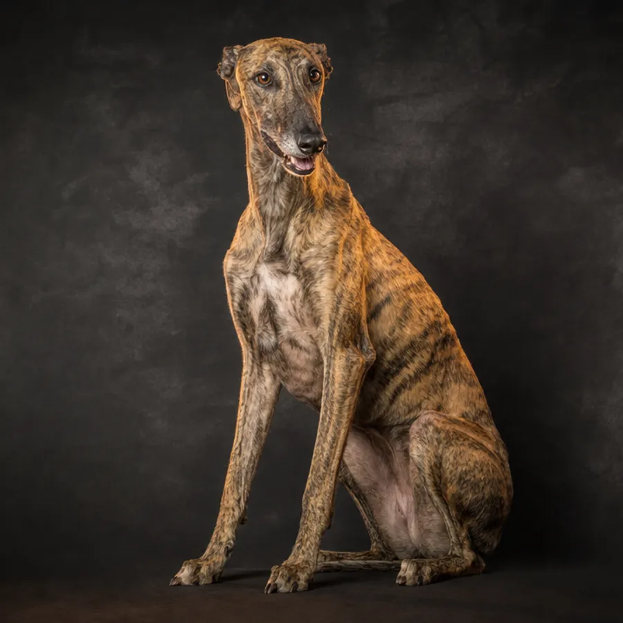גאלגו ספרדי (Galgo Español): תמונת גזע