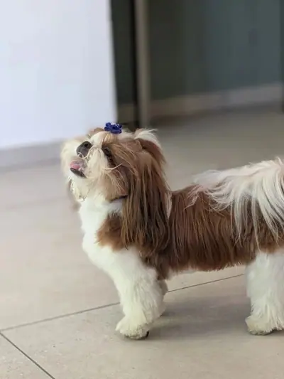 טומי