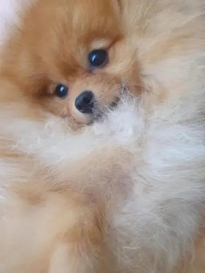 TOY